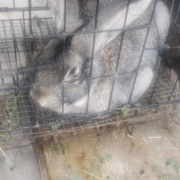 家养肉食兔子，要卖一个有六七斤，有五个。