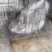 家养肉食兔子，要卖一个有六七斤，有五个。