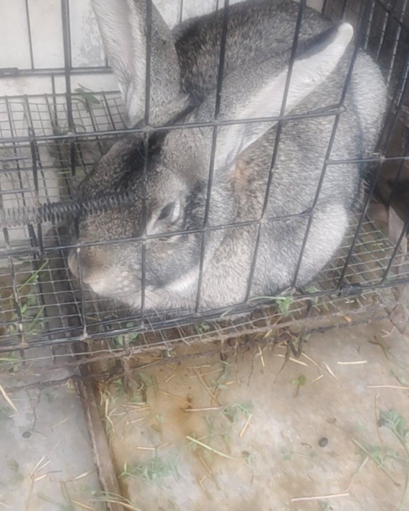 家养肉食兔子，要卖一个有六七斤，有五个。