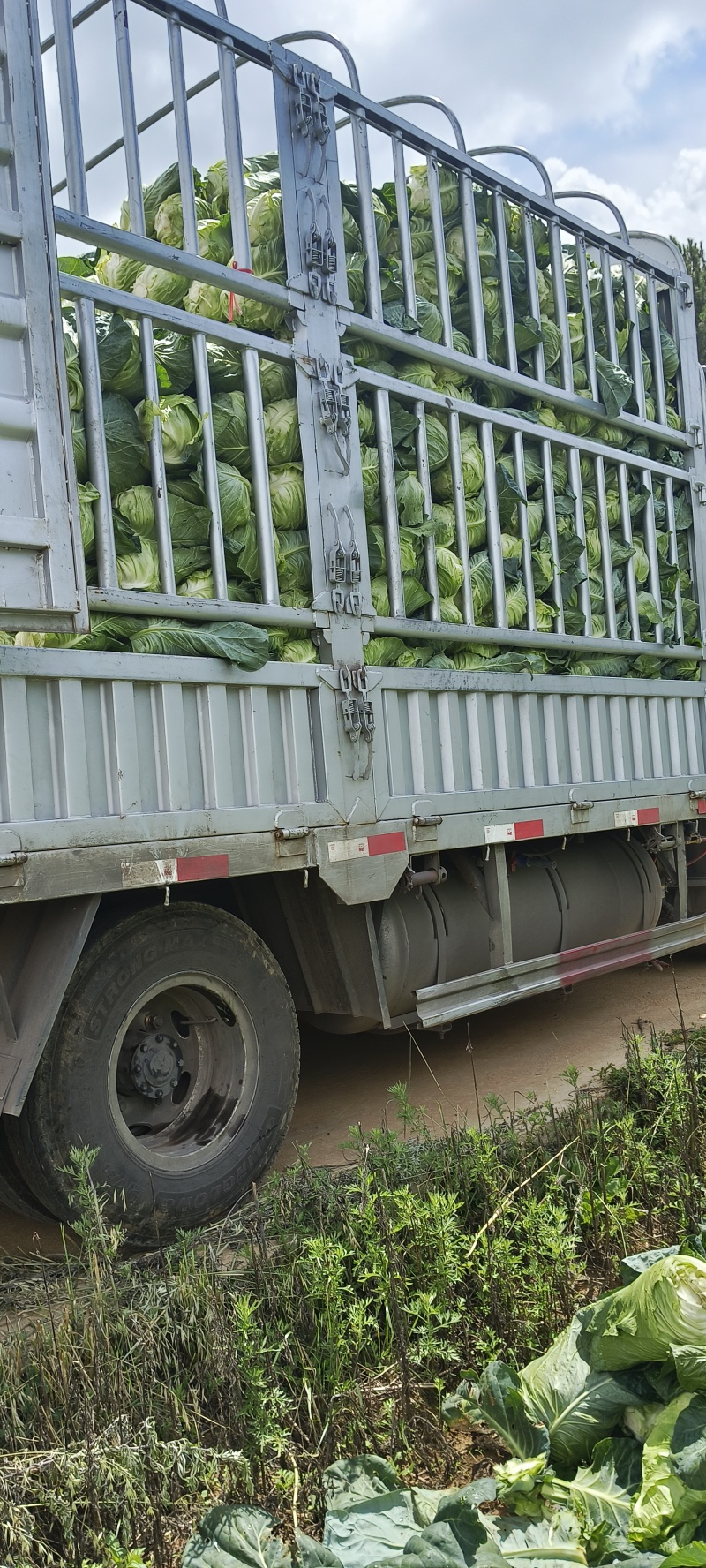 云南精品牛心甘蓝基地发货现砍现发！支持打视频看货！冷链发车