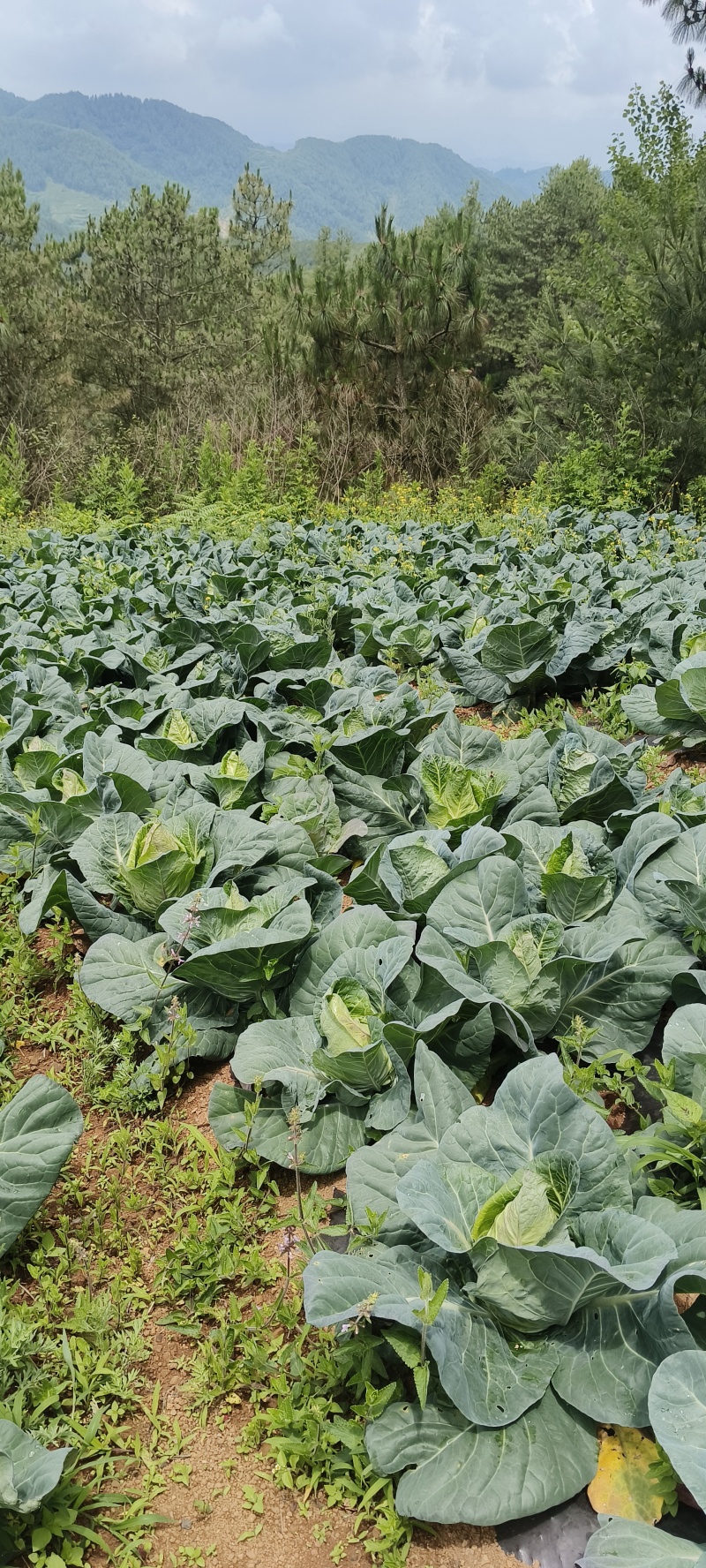 云南精品牛心甘蓝基地发货现砍现发！支持打视频看货！冷链发车