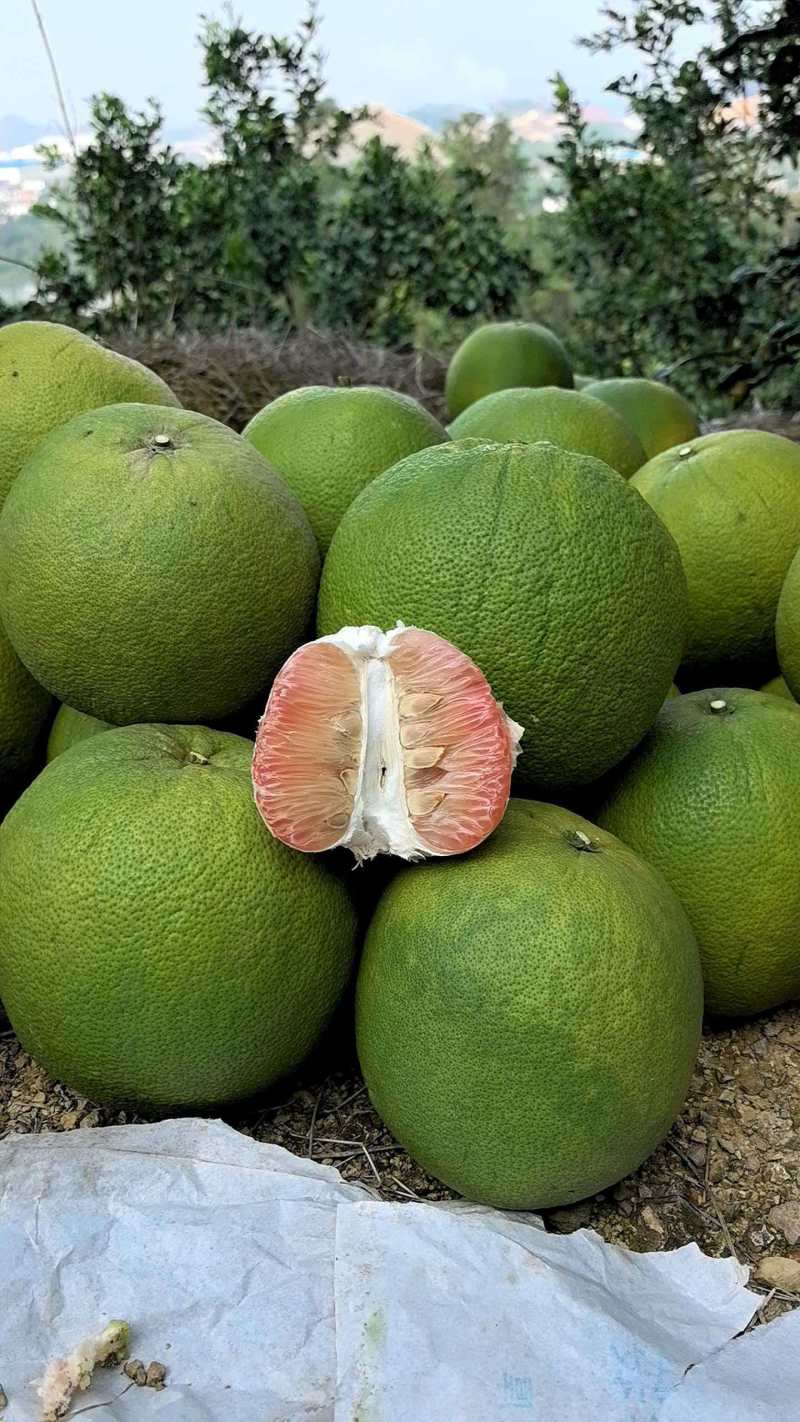 翡翠青柚