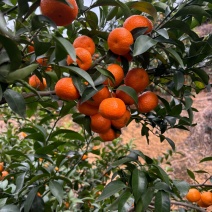 【正宗福安高山沙糖桔】无籽皮薄表皮颜色上乘产地代收质量