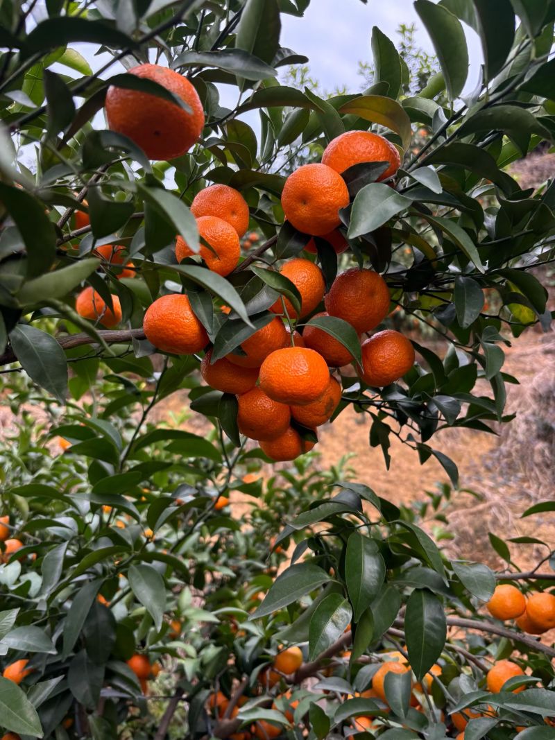 【正宗福安高山沙糖桔】无籽皮薄表皮颜色上乘产地代收质量