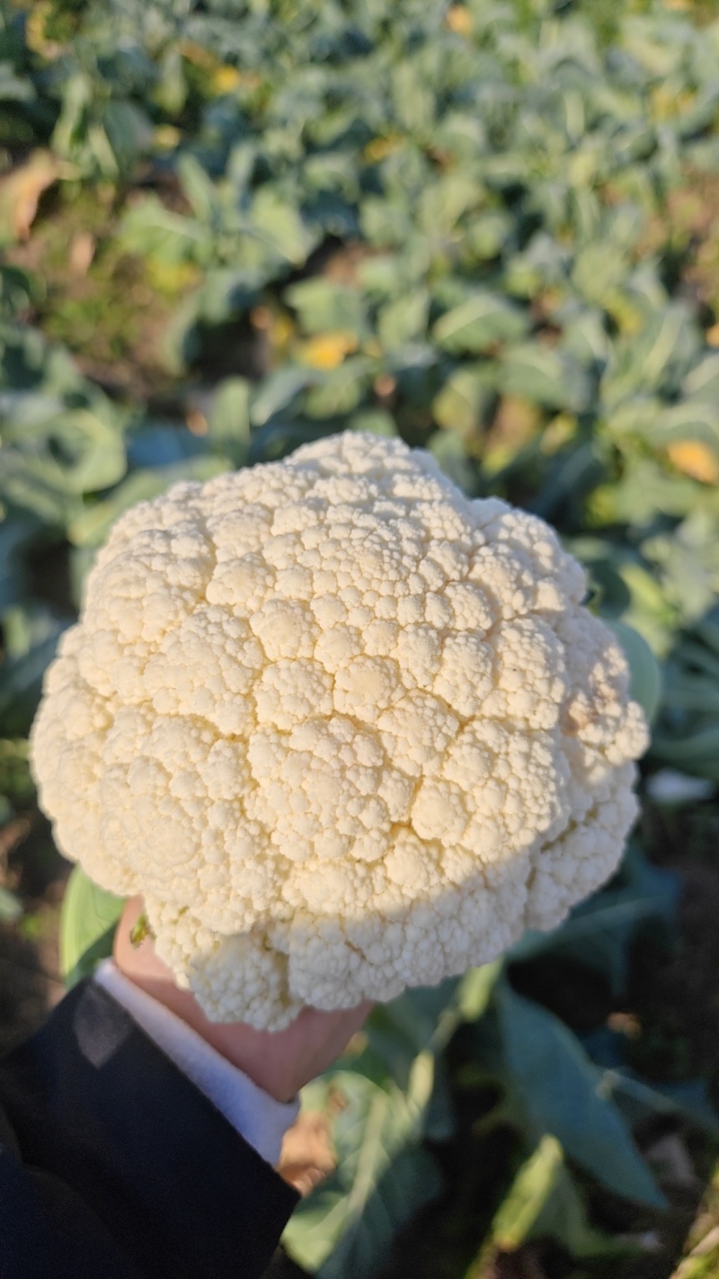 松花