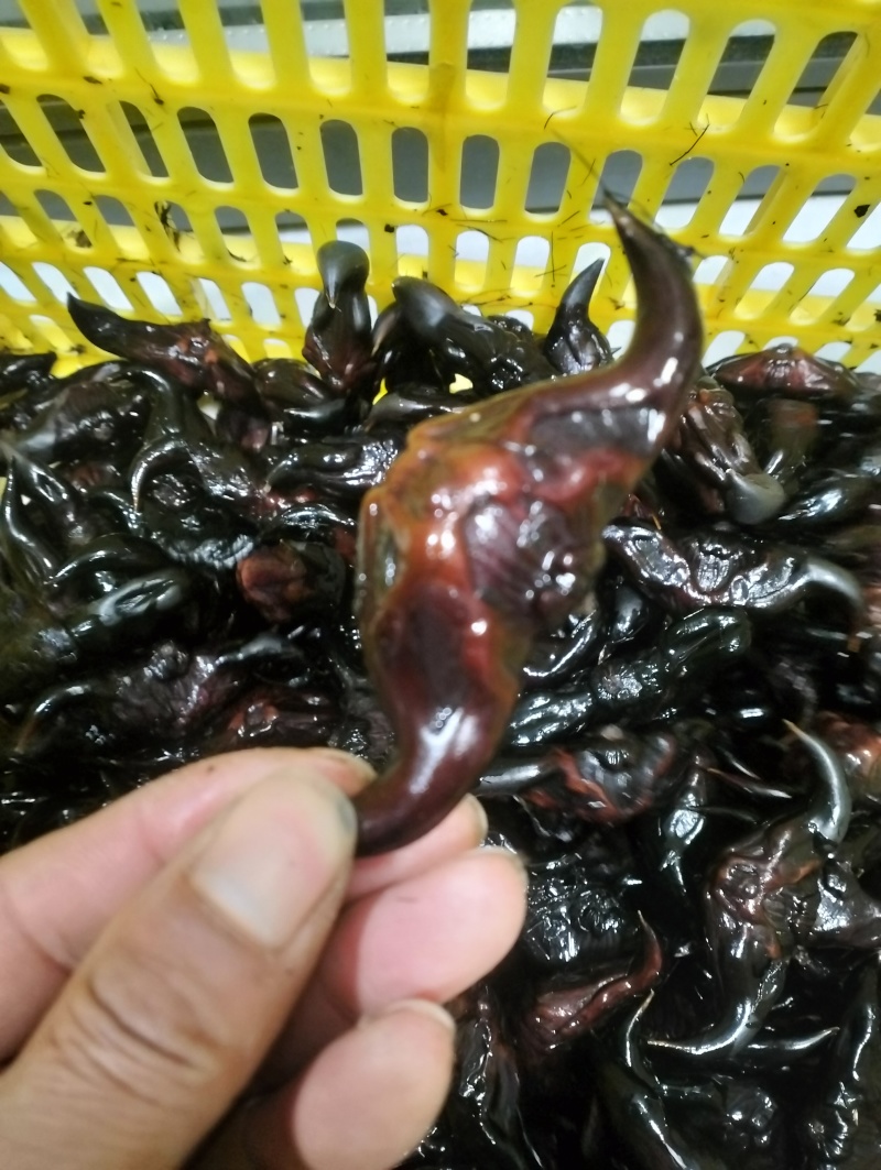 老红菱角