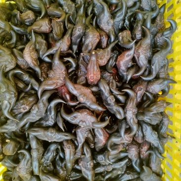 老红菱角