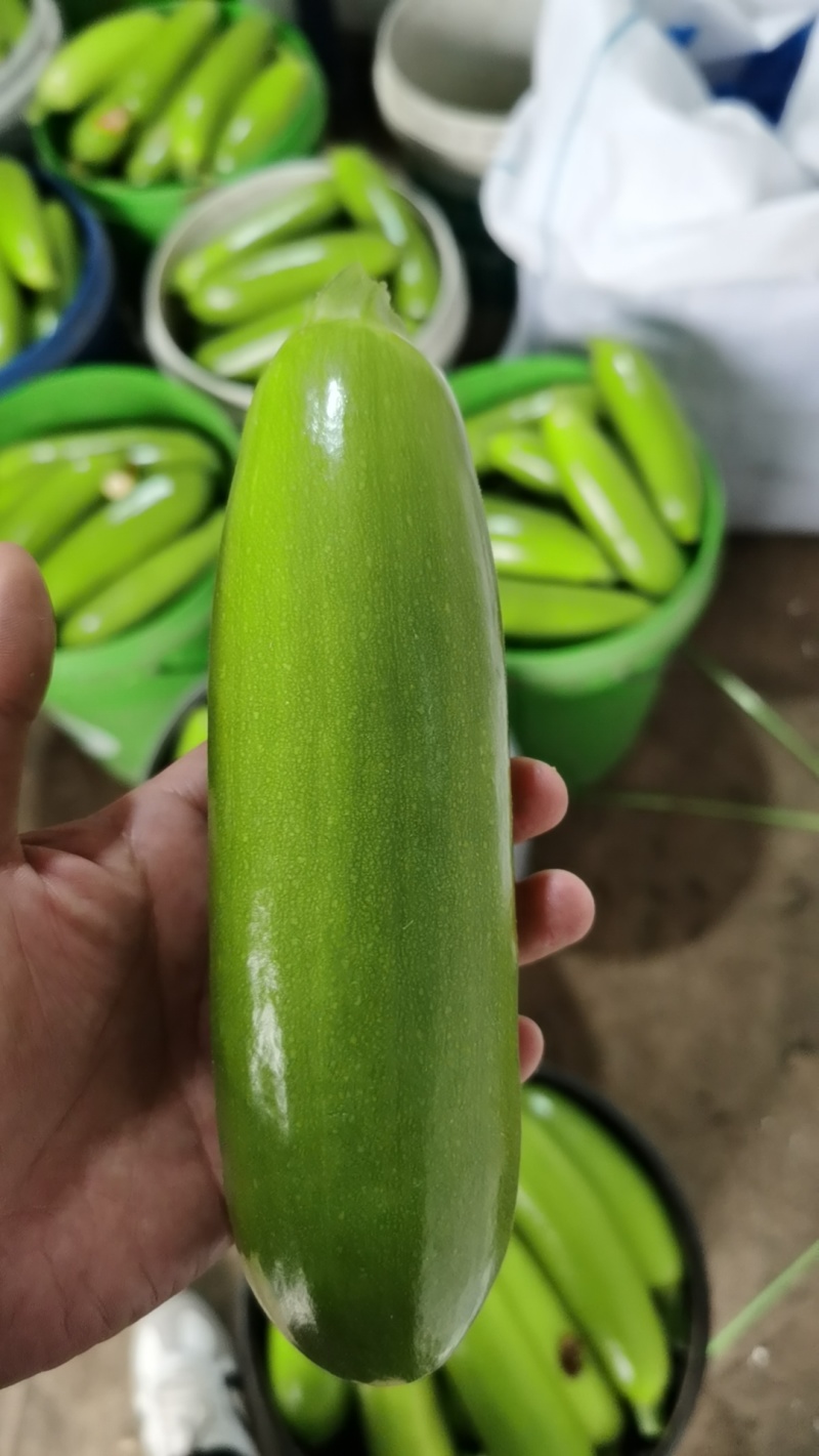 山东绿皮西葫芦，精品西葫芦，当天走车，可支持电商一件代发。