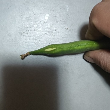 桂林荷包豆
