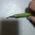 桂林荷包豆