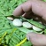 桂林荷包豆