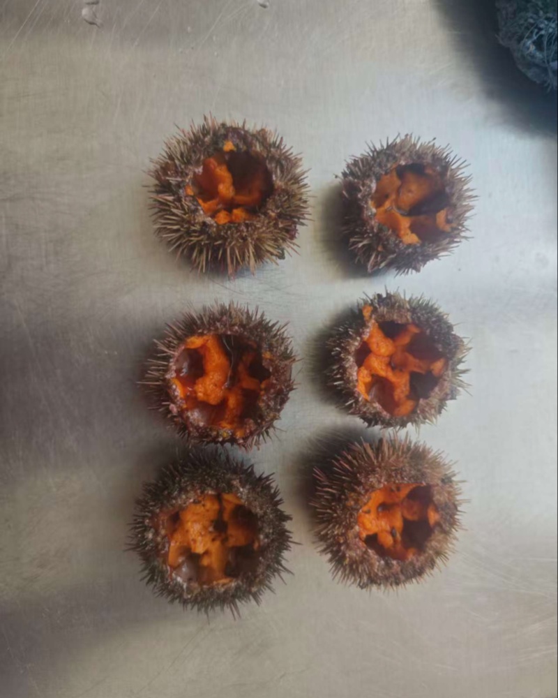 四季肥海胆