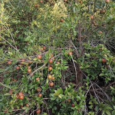 自己种纯正茶籽油现有200-300斤有需要的老板联系我