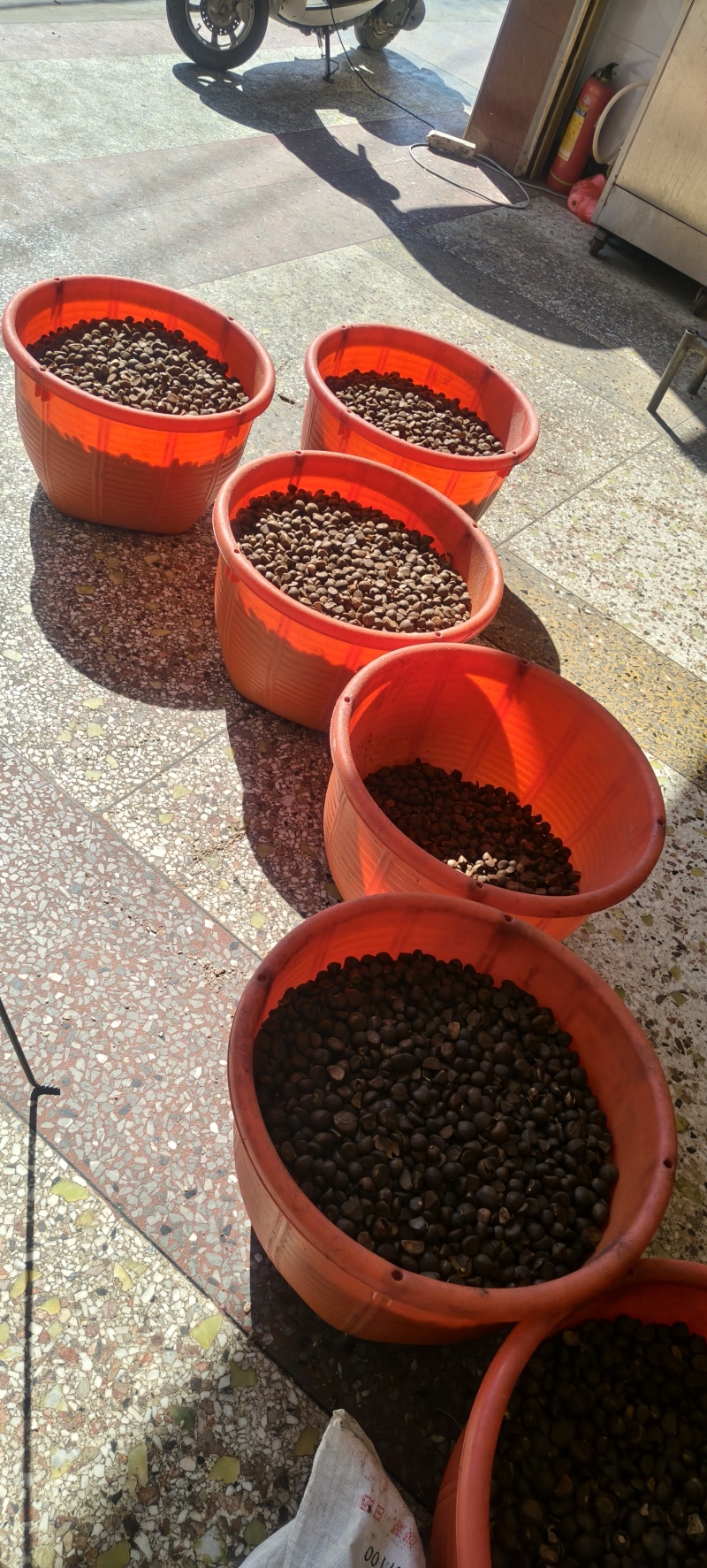 自己种纯正茶籽油现有200-300斤有需要的老板联系我