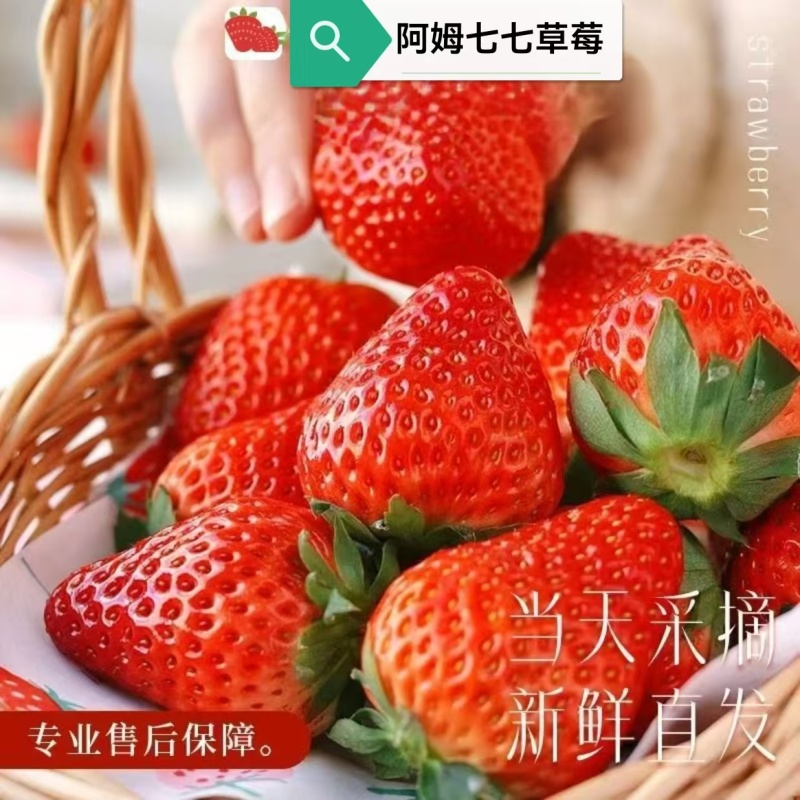 草莓