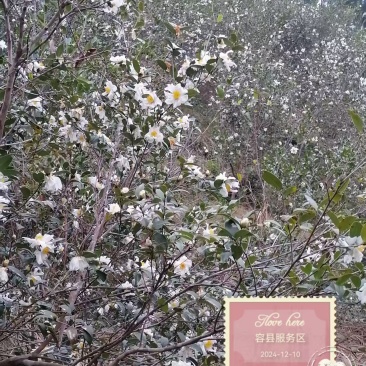野生山茶油