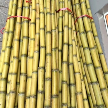 云南青皮甘蔗产地直发