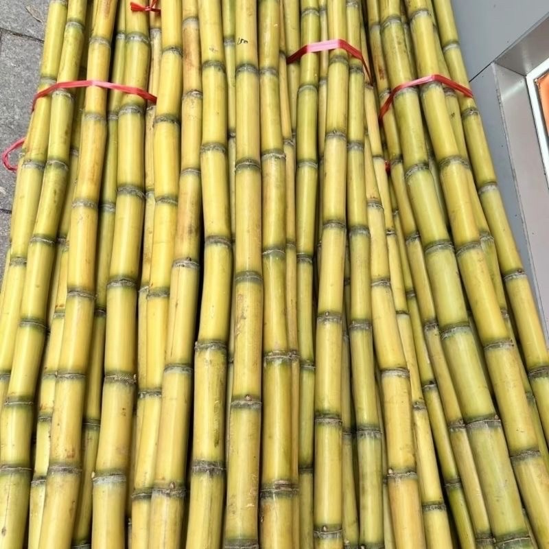 云南青皮甘蔗产地直发