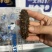 威海海参鲍鱼，地址3.99一只，6头80