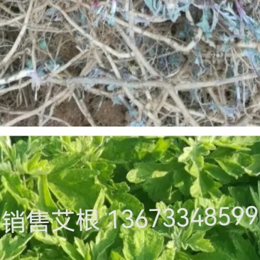 销售艾根量大优惠每天可出货10吨