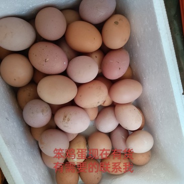 庄河大骨鸡鸡蛋新鲜滑子蘑