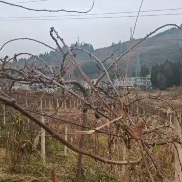 大量土地，可做果园，农场，种姜等用地