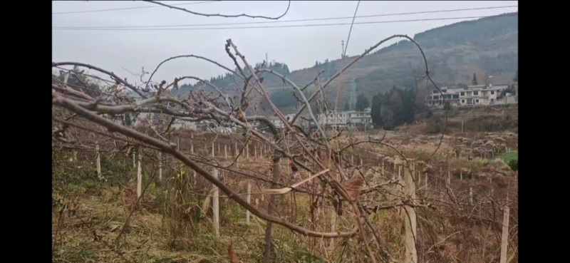 大量土地，可做果园，农场，种姜等用地