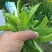 菜弯豆