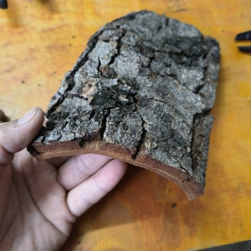 广西平南六陈老树肉桂
