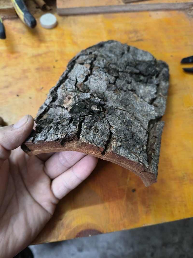 广西平南六陈老树肉桂