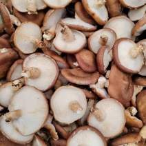 马桑菌1500米海拔生长