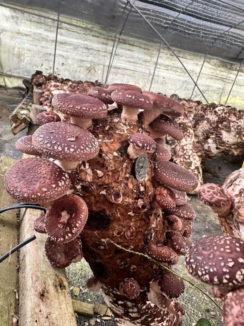 马桑菌1500米海拔生长