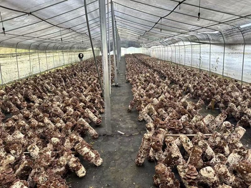 马桑菌1500米海拔生长
