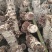 马桑菌1500米海拔生长