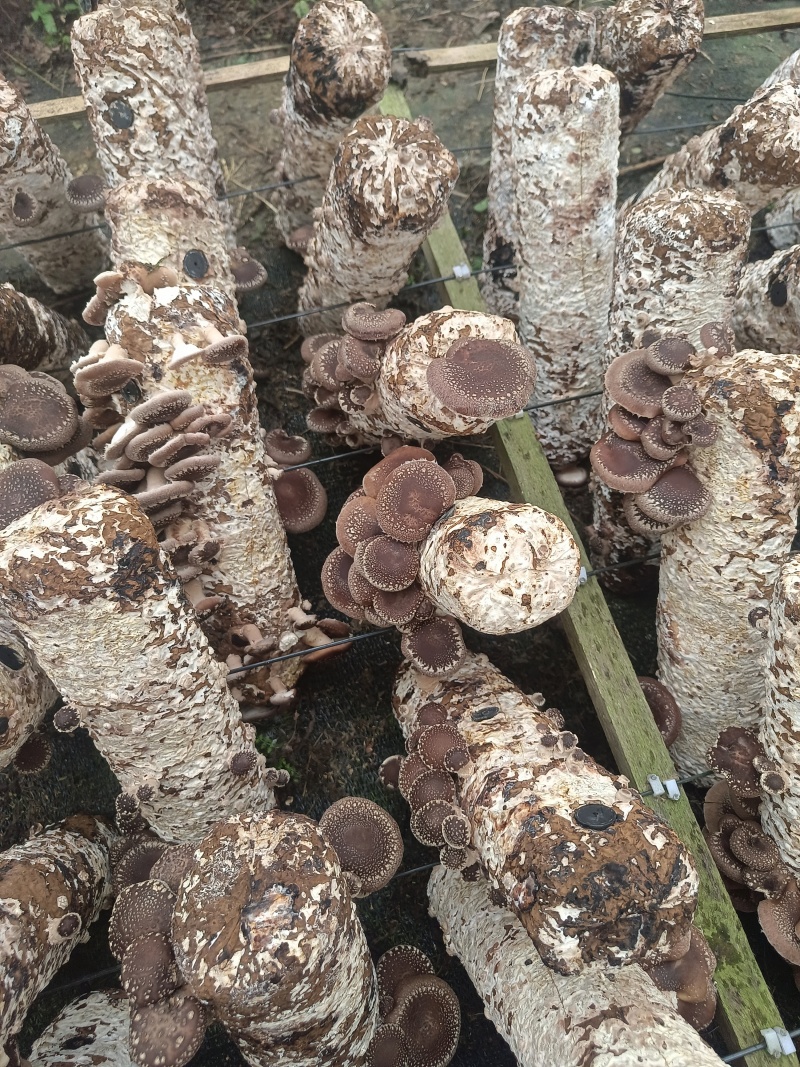 马桑菌1500米海拔生长