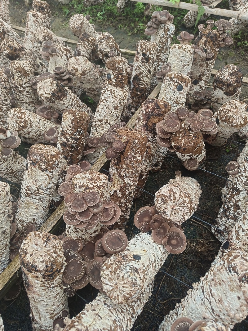 马桑菌1500米海拔生长