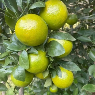皇帝柑