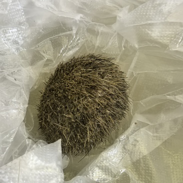 猪辰沙，0.3克