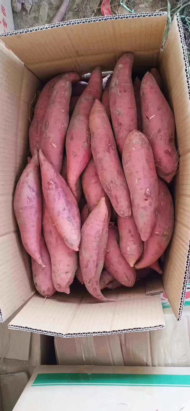 西瓜红红薯，条形美观，软糯香甜
