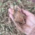 中药材鲜白术芽！