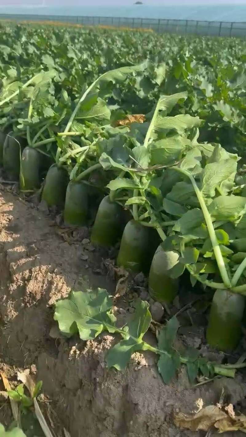 青萝卜，水果萝卜，青萝卜脆甜，清茬口，货源稳定，产地直发