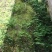 野生化石草（猫爪草）通货，有现货