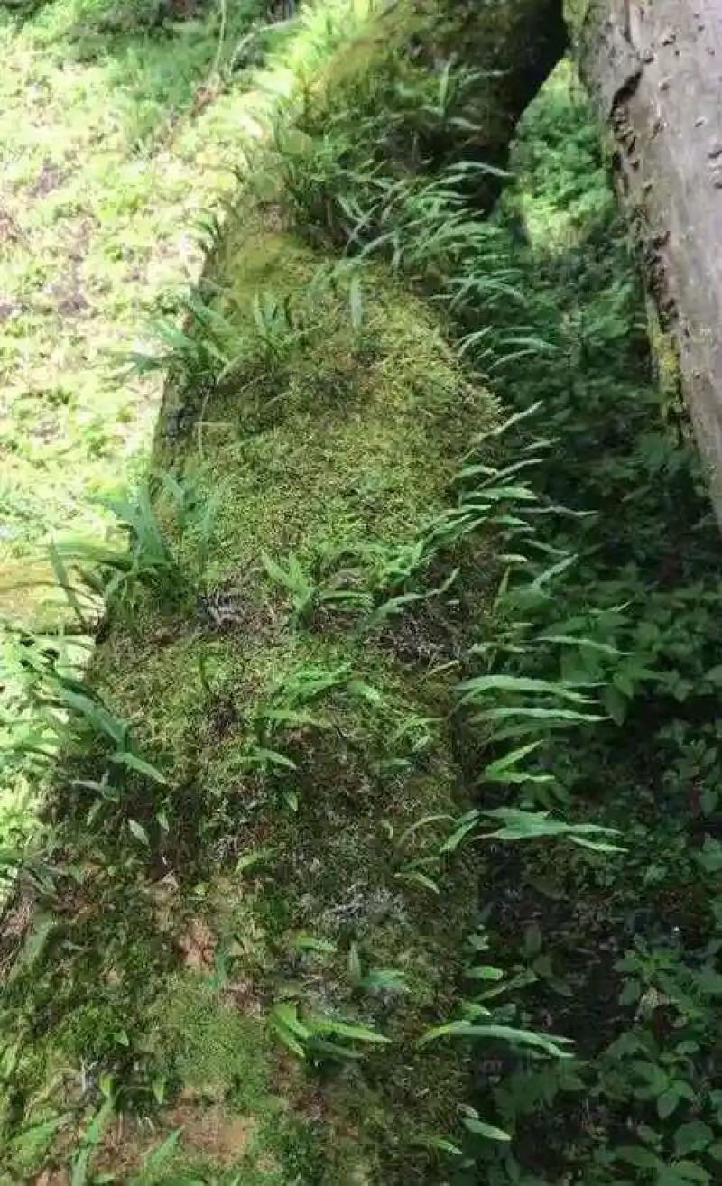 野生化石草（猫爪草）通货，有现货