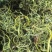 野生化石草（猫爪草）通货，有现货