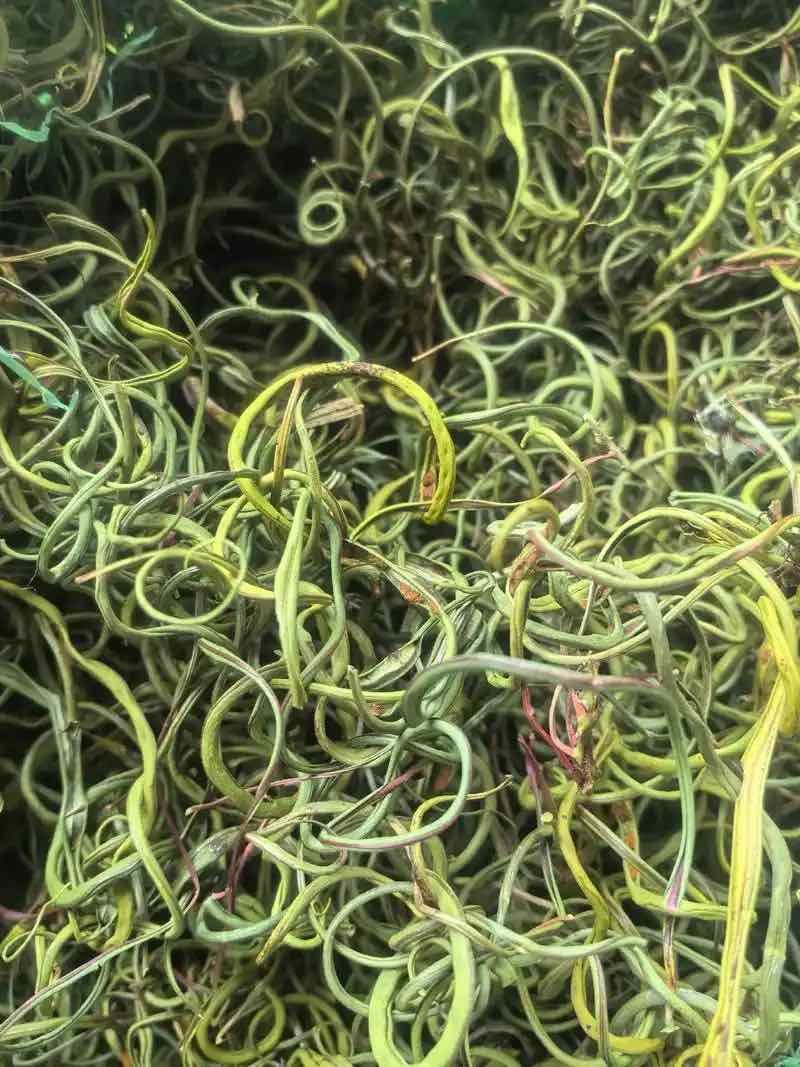 野生化石草（猫爪草）通货，有现货