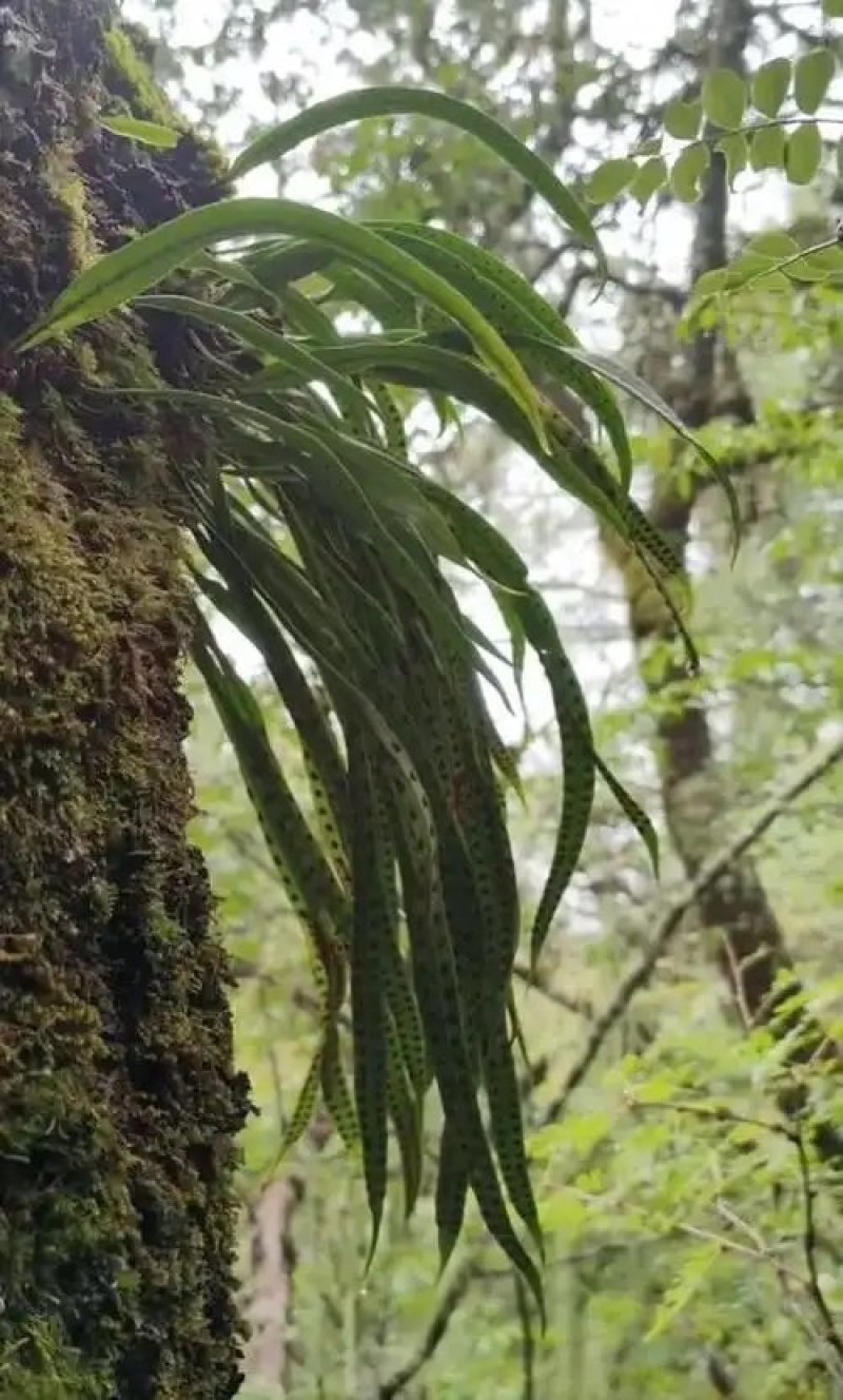 野生化石草（猫爪草）通货，有现货