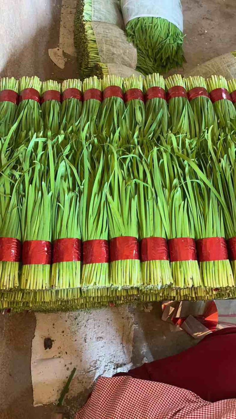 韭菜大量上市，品质好，一手货源稳定供应