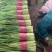 韭菜大量上市，品质好，一手货源稳定供应