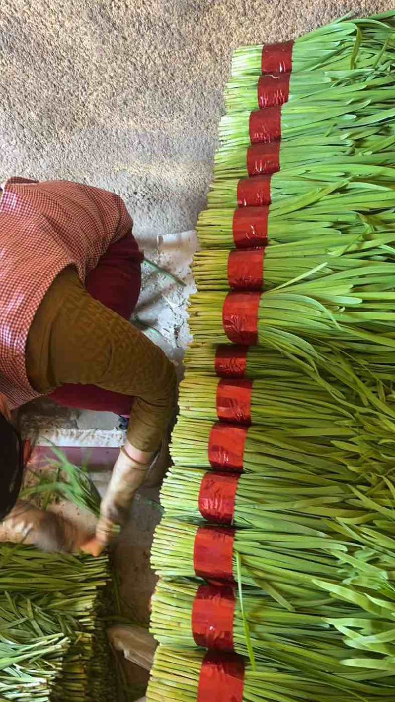 韭菜大量上市，品质好，一手货源稳定供应