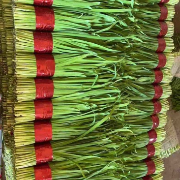 韭菜大量上市，品质好，一手货源稳定供应